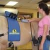 Here are some of the therapies we use to keep our horses feeling their best.