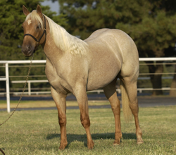 Palomino Roan Horse