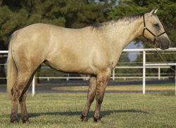 Palomino Dun