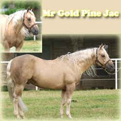 Mr Gold Pine Jac